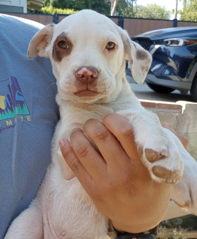 A baby medium-sized male White / Cream Pit Bull Terrier dog named Spike for adoption in Burbank, CA