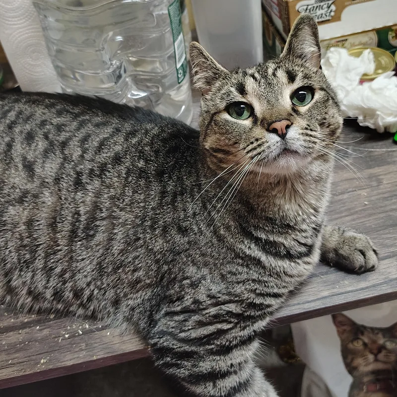 An adult medium-sized female Tabby (Buff / Tan / Fawn) Domestic Short Hair cat named Brooklyn for adoption