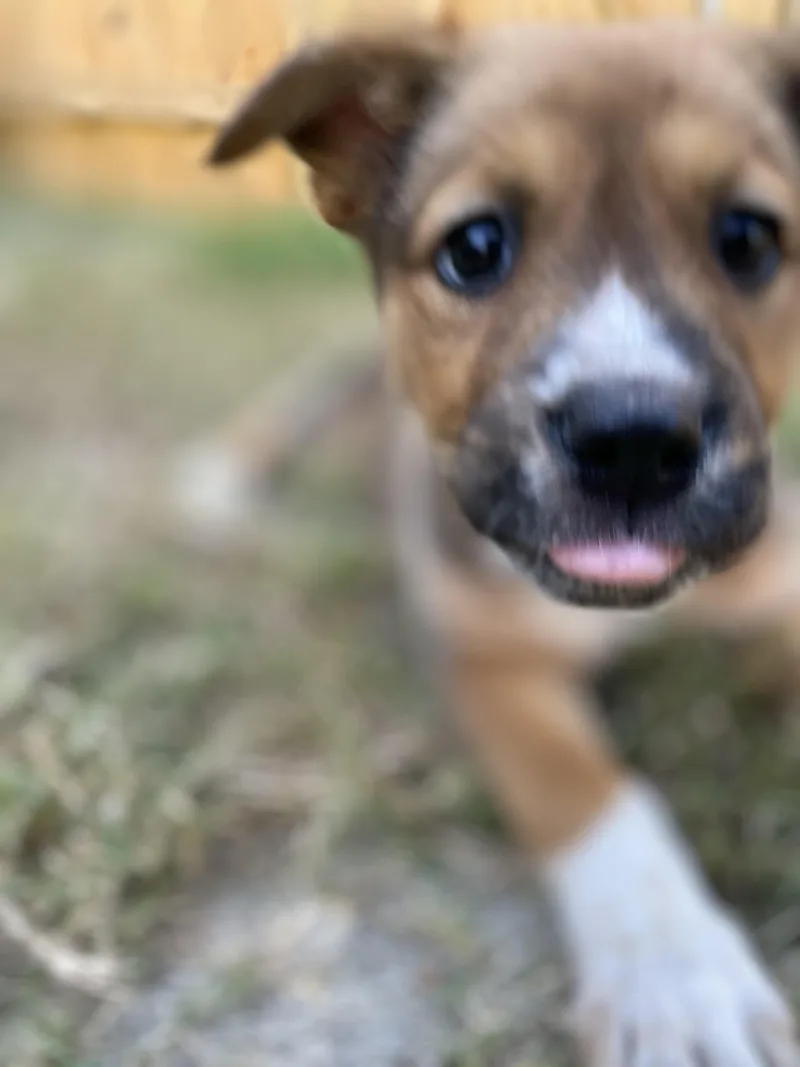 A baby medium-sized female Australian Shepherd dog named Treat for adoption in Richmond, VA