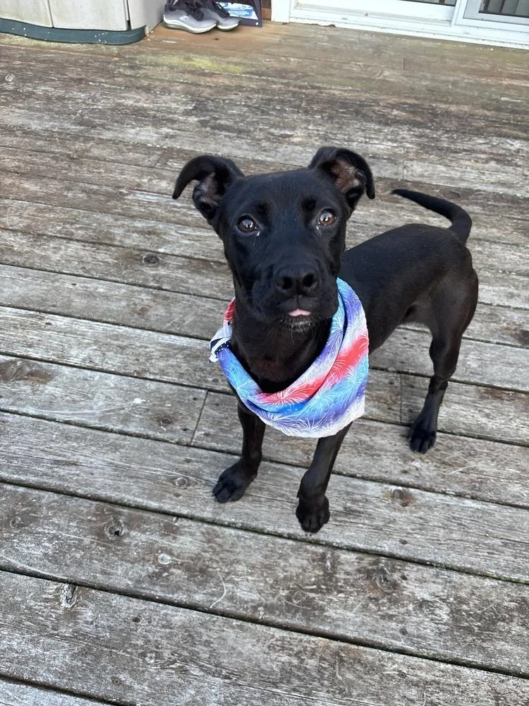 A baby medium-sized male Black Mixed Breed dog named Atlas for adoption in Dorr, MI