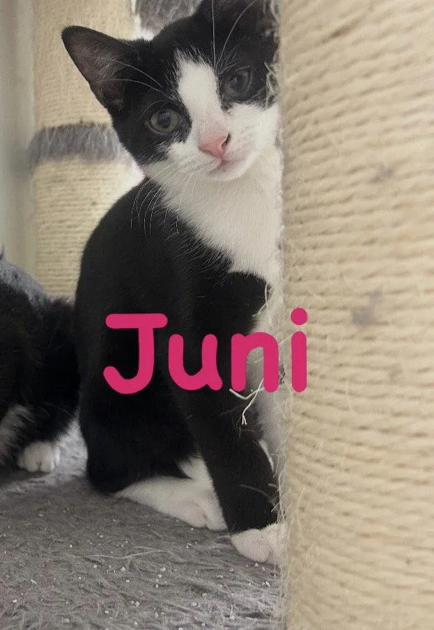 A baby medium-sized female Domestic Short Hair cat named Juni for adoption in Spring Lake, NJ