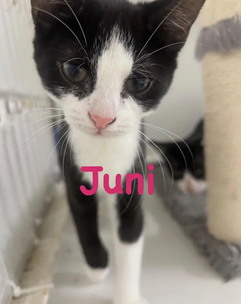 Juni thumbnail 3
