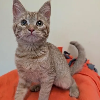 A baby small-sized female Tabby (Orange / Red) Domestic Short Hair cat named Clementine for adoption in Rochester, MN