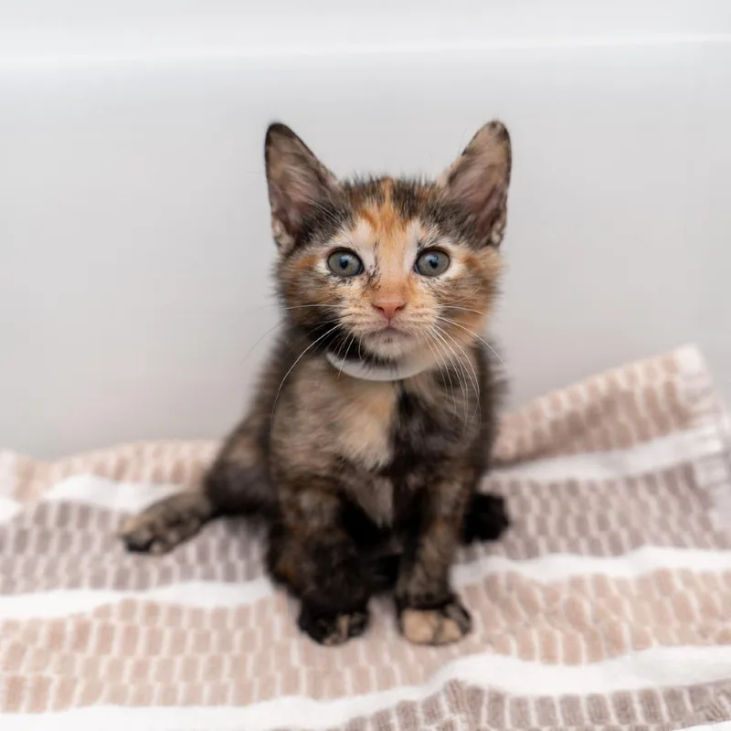 A baby small-sized female Tortoiseshell Domestic Short Hair cat named Laptop for adoption in New York, NY