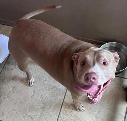An adult large-sized female Mixed Breed dog named Luna for adoption in Honolulu, HI