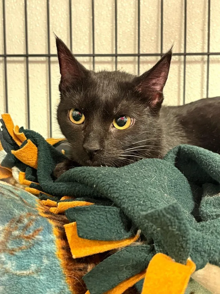A young medium-sized female Domestic Short Hair cat named Stella for adoption in Rock Springs, WY