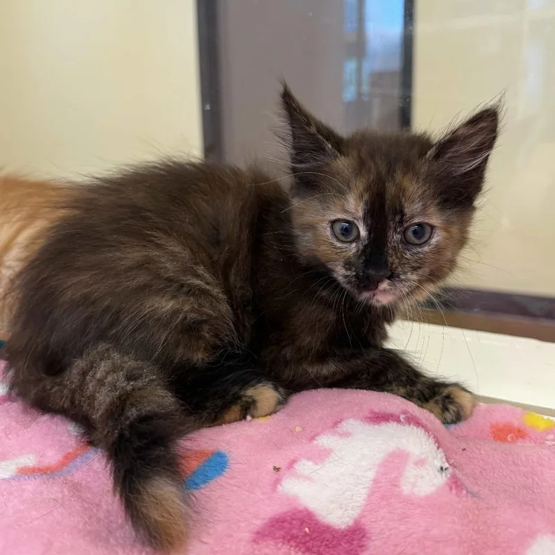 A baby small-sized female Tortoiseshell Domestic Short Hair cat named Aster for adoption in Beaumont, TX