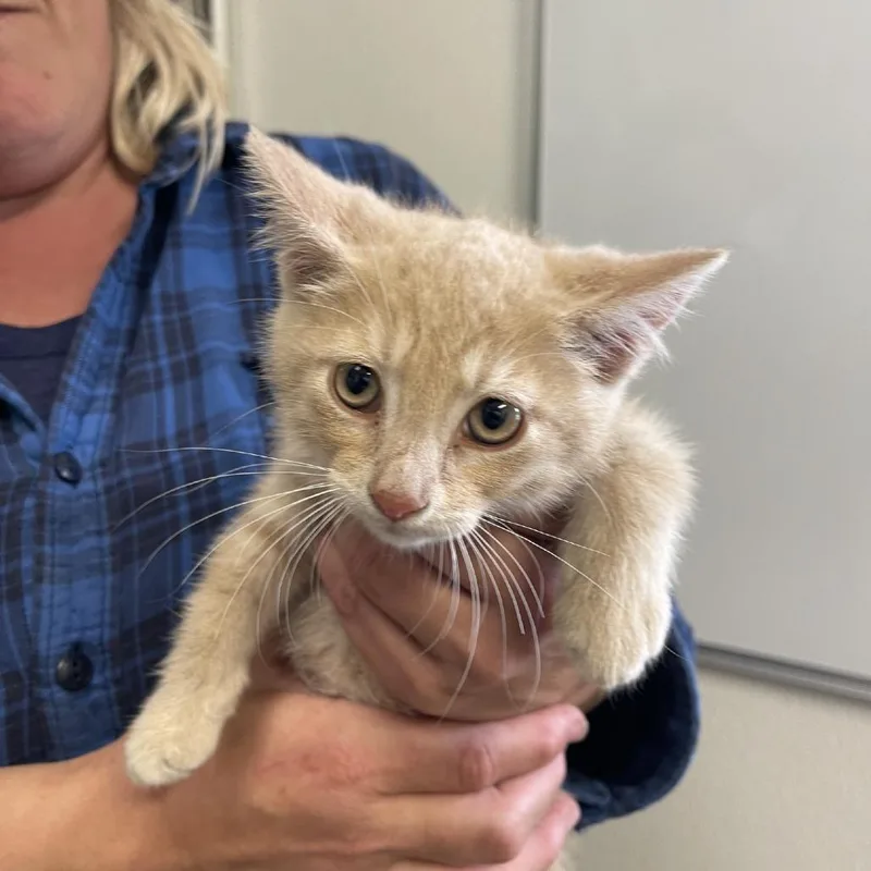 A young small-sized male Buff / Tan / Fawn Domestic Short Hair cat named Groucho for adoption in Albert Lea, MN