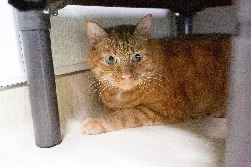 An adult medium-sized male Tabby (Orange / Red) Domestic Short Hair cat named George for adoption in Arlington, WA