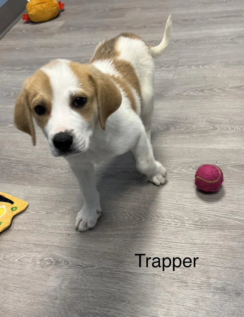 A baby large-sized male White / Cream Coonhound dog named Trapper for adoption in Ulster, PA