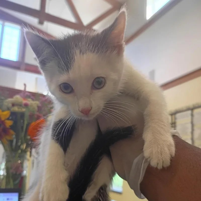 A baby small-sized male White Domestic Short Hair cat named Agent Fry for adoption in Lynchburg, VA