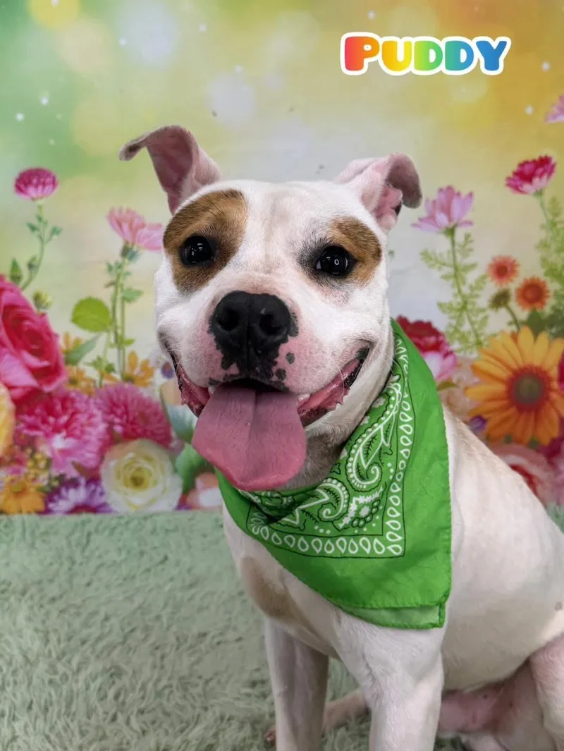 An adult medium-sized male White / Cream Mixed Breed dog named Puddy for adoption in Flint, MI