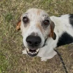 An adult medium-sized male Black Treeing Walker Coonhound dog named Elijah for adoption in Woodbine, GA