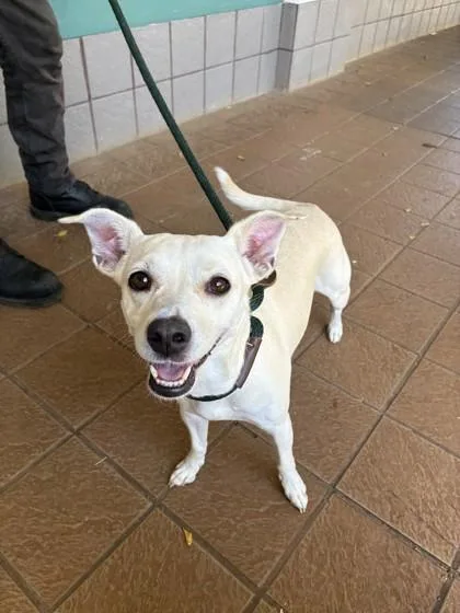 An adult medium-sized female Mixed Breed dog named Ma`ema`e for adoption in Honolulu, HI