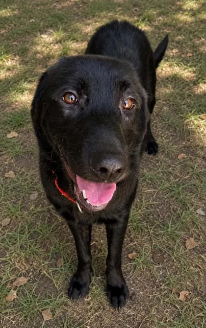A young medium-sized male Black Labrador Retriever dog named Tucker for adoption in Inverness, FL