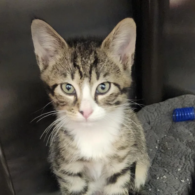 A baby small-sized male Brown / Chocolate Domestic Short Hair cat named Chip for adoption in Columbia Station, OH