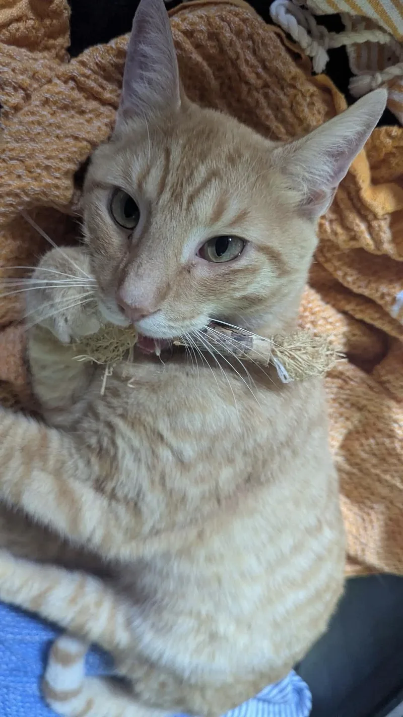A young medium-sized male Tabby (Orange / Red) Domestic Short Hair cat named Chewy for adoption in Cleveland Heights, OH