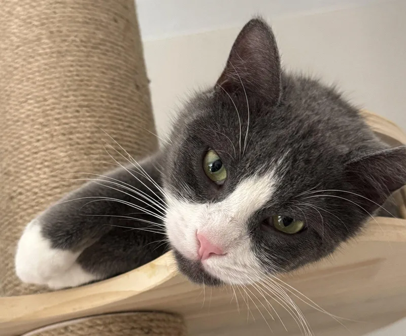 A young medium-sized male Gray / Blue / Silver Domestic Short Hair cat named Milano for adoption in Laramie, WY