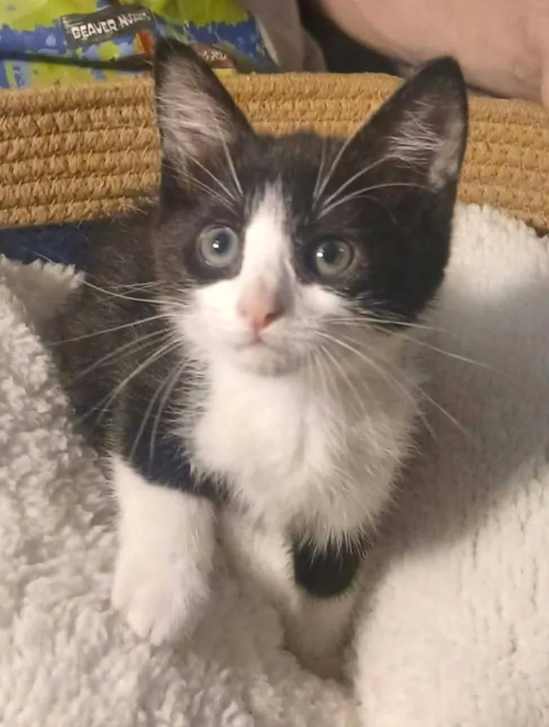 A baby medium-sized male Domestic Short Hair cat named Cosmic Chaos for adoption in El Dorado, AR