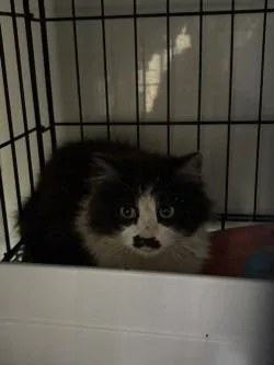 Moustache