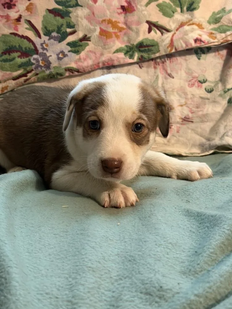 A baby medium-sized female Tricolor (Brown, Black, & White) Labrador Retriever dog named Clementine Wardell Pups for adoption in Horn Lake, MS