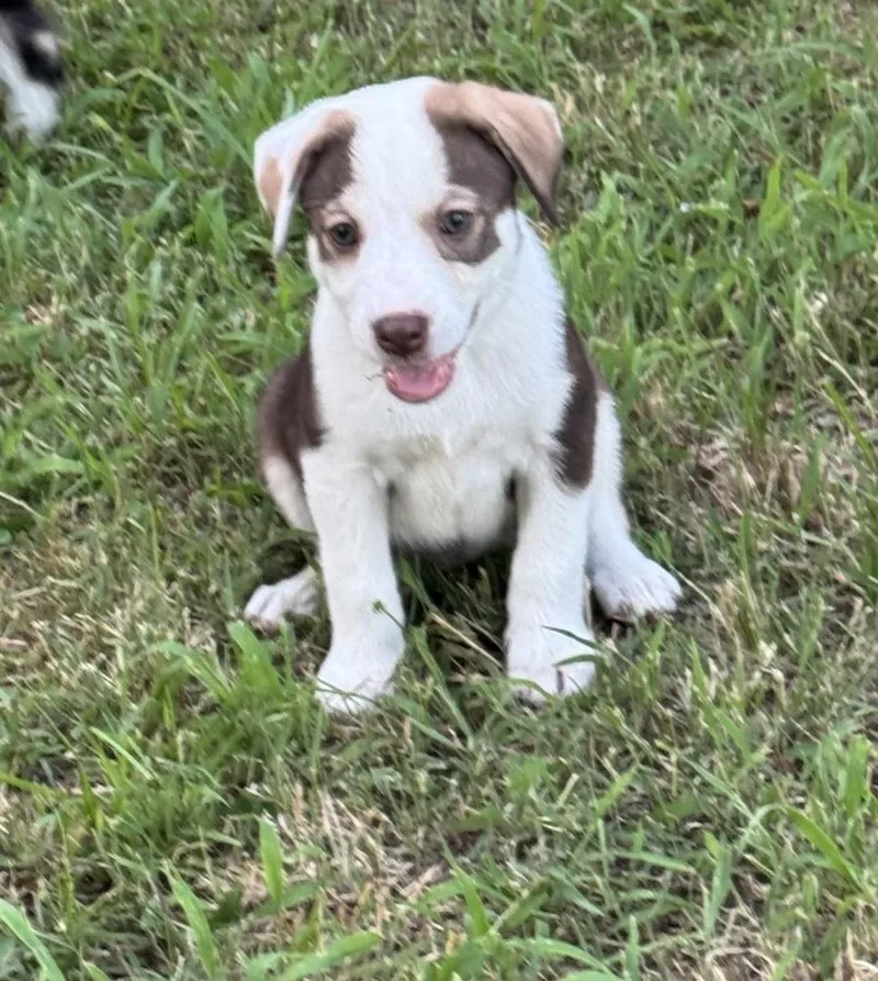 Clementine  Wardell Pups thumbnail 2