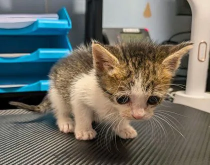 A baby small-sized female Domestic Short Hair cat named Triscuit for adoption in Chamblee, GA