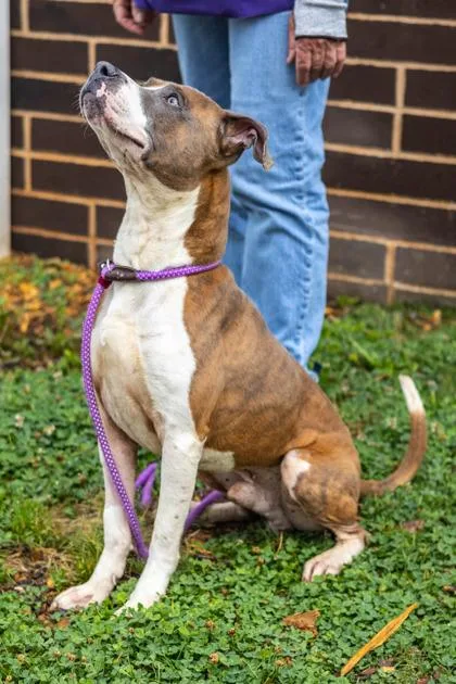 An adult large-sized male Mixed Breed dog named Durk for adoption in Chamblee, GA