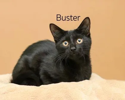 A baby small-sized male Domestic Short Hair cat named Buster for adoption in Parma, OH