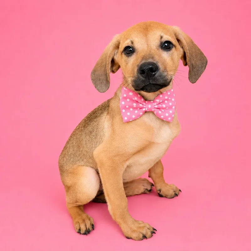 A baby medium-sized female Yellow / Tan / Blond / Fawn Mixed Breed dog named M&m for adoption in Binghamton, NY