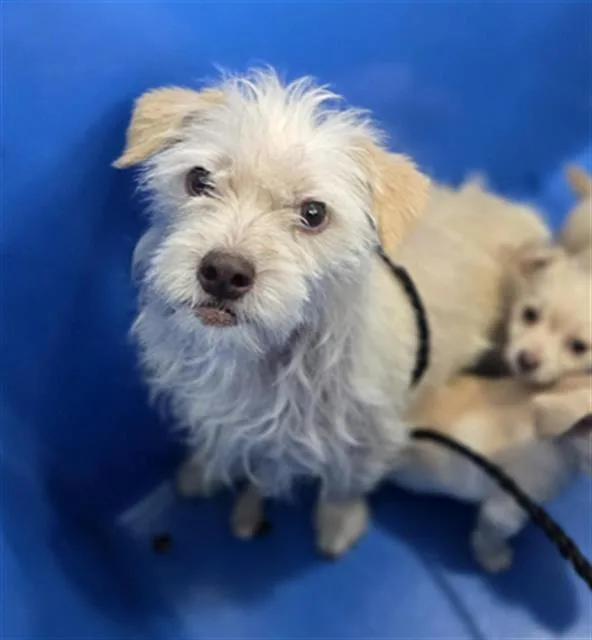A young small-sized female Mixed Breed dog named Regina for adoption in Dallas, TX