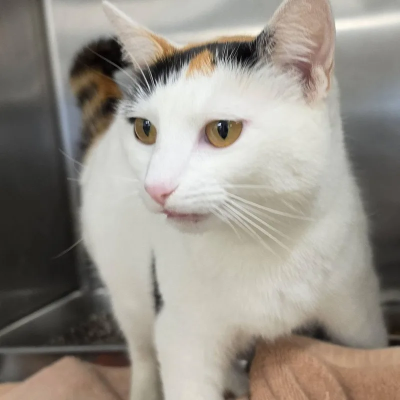 An adult medium-sized female Calico Domestic Short Hair cat named Priscilla for adoption in Danville, VA
