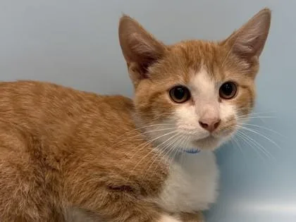 A baby small-sized male Domestic Short Hair cat named Jackson for adoption in Golden Valley, MN