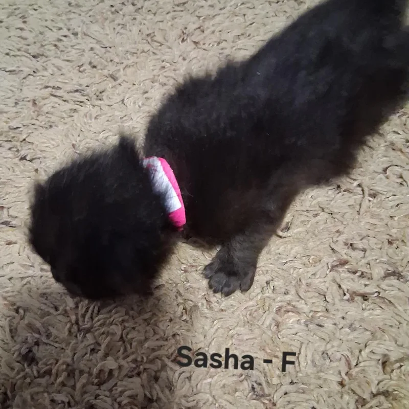 A baby small-sized female Black Domestic Short Hair cat named Sasha C for adoption in Princeton, MN
