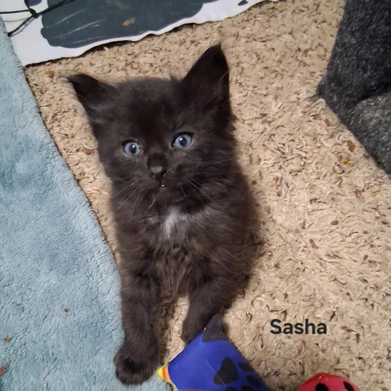 Sasha C thumbnail 2