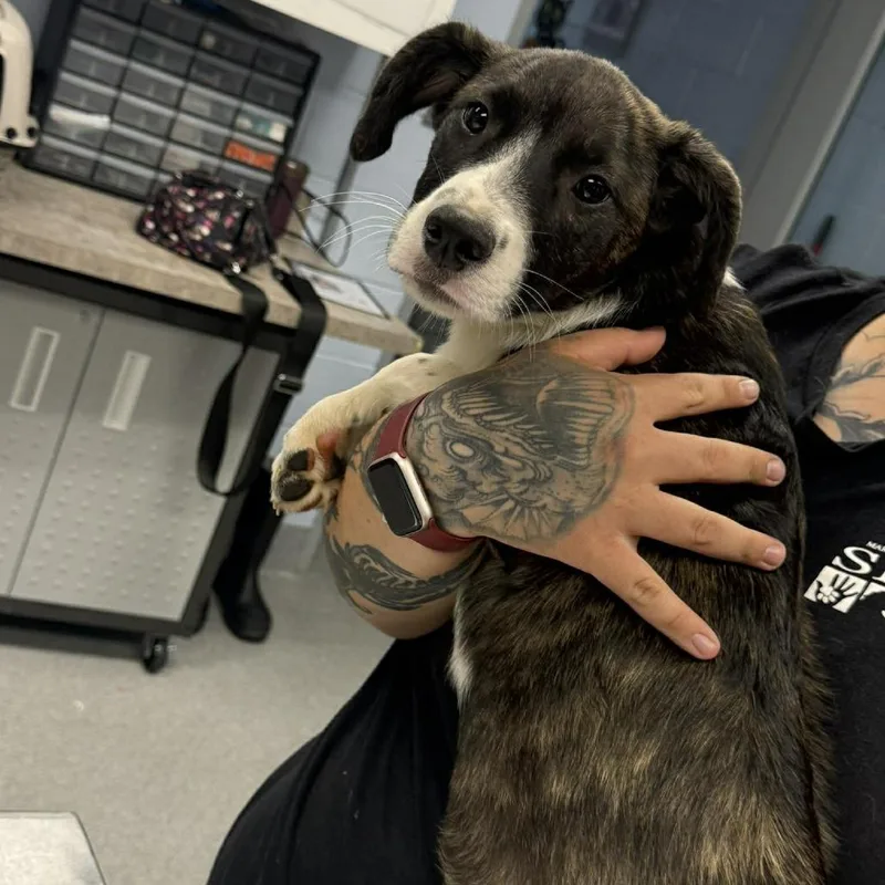 A baby medium-sized female Brindle Collie dog named General Paws for adoption in Martinsville, VA