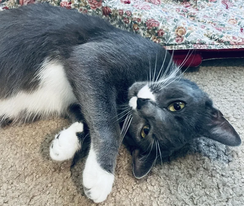 An adult medium-sized female Gray & White Domestic Short Hair cat named Moon for adoption in Fayetteville, NC