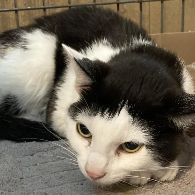 An adult medium-sized female Black Domestic Short Hair cat named Maxi for adoption in Marion, IL