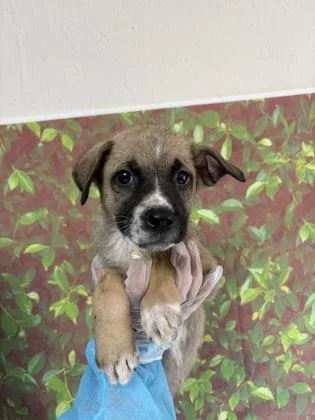 A young small-sized male Shepherd dog named Constantine for adoption in San Antonio, TX