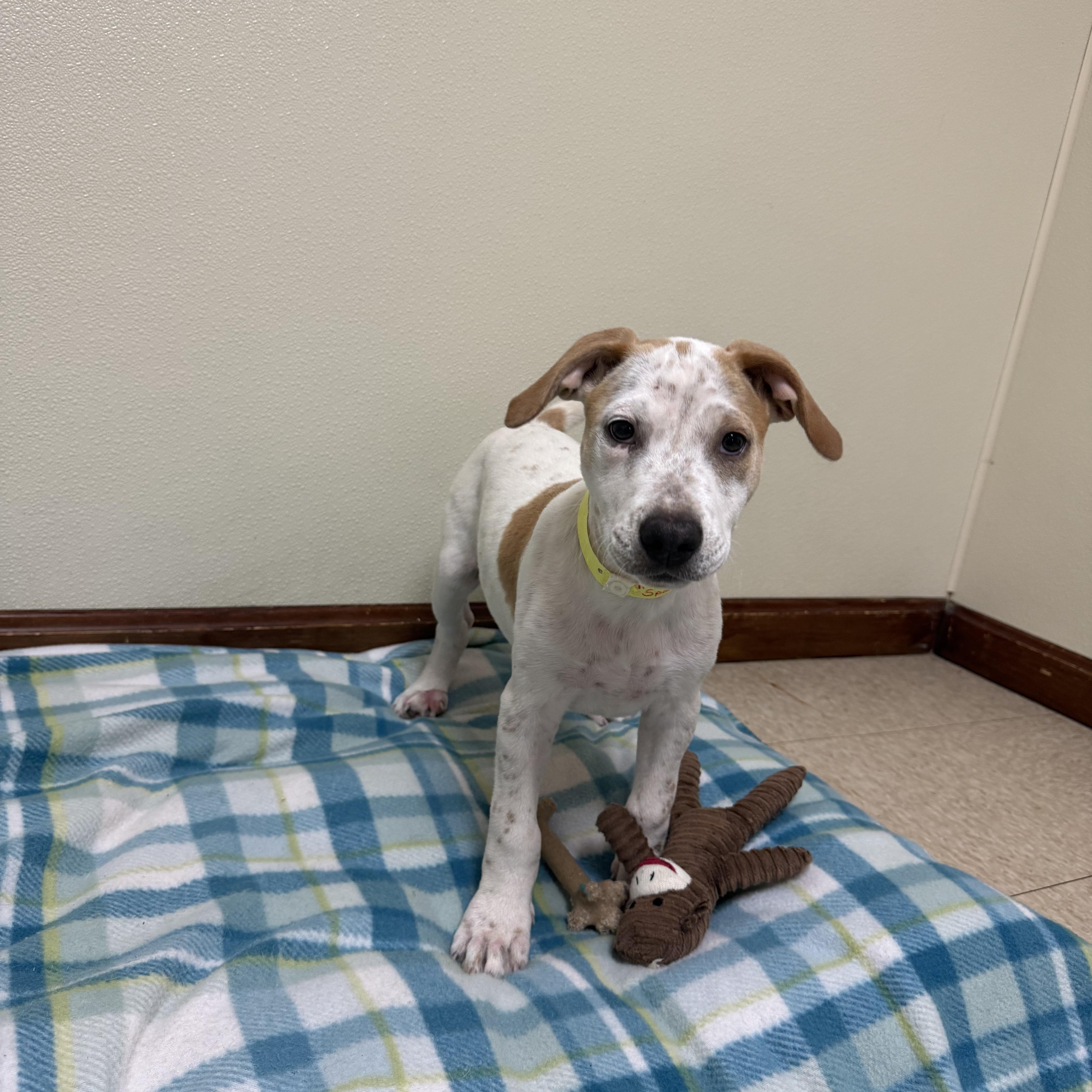 A baby medium-sized male White / Cream Hound dog named Sparky for adoption in Douglas, MA