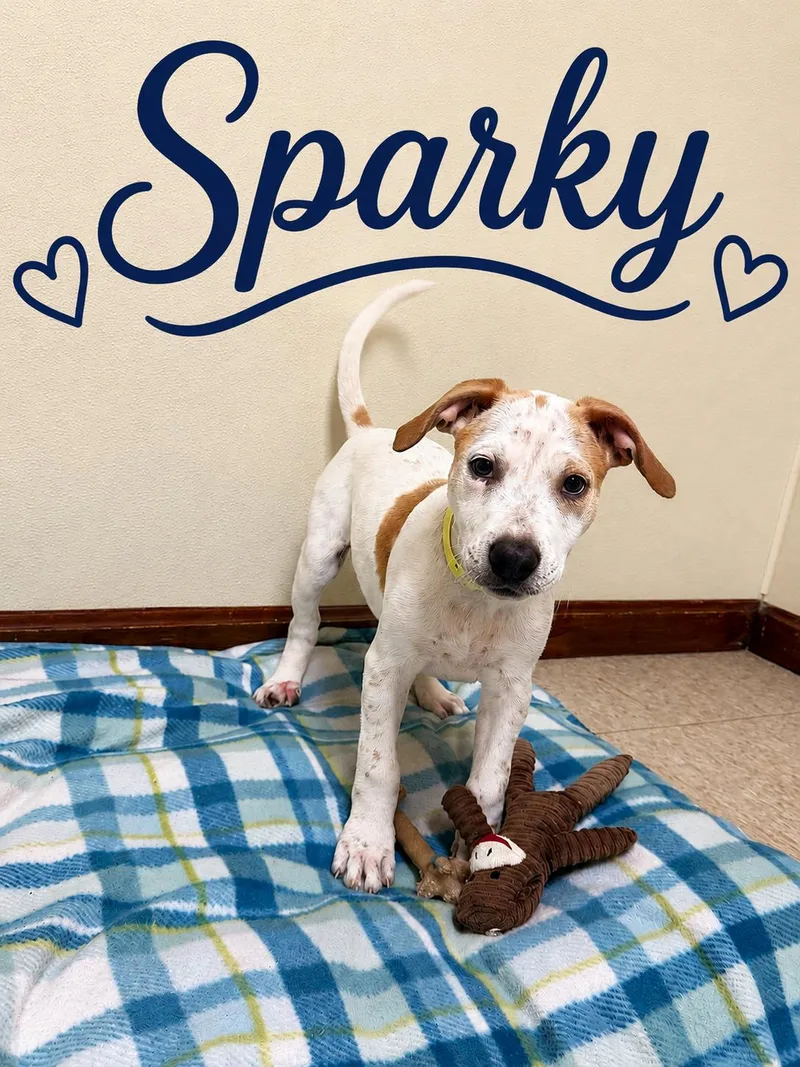 Sparky thumbnail 2