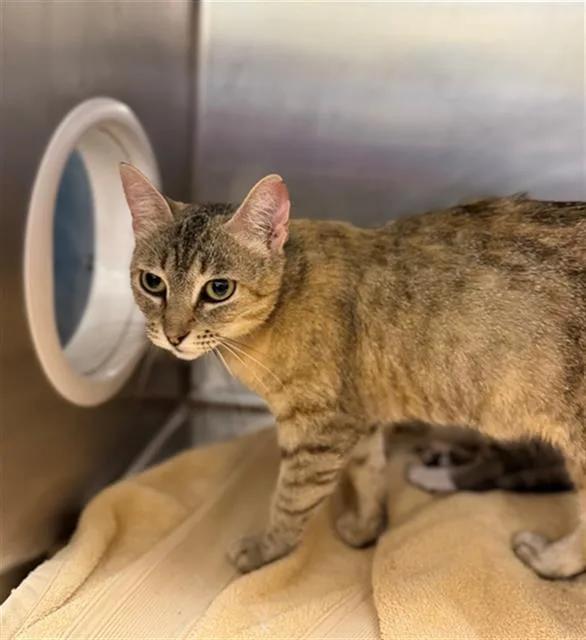 An adult small-sized female Domestic Short Hair cat named Delany for adoption in Conroe, TX