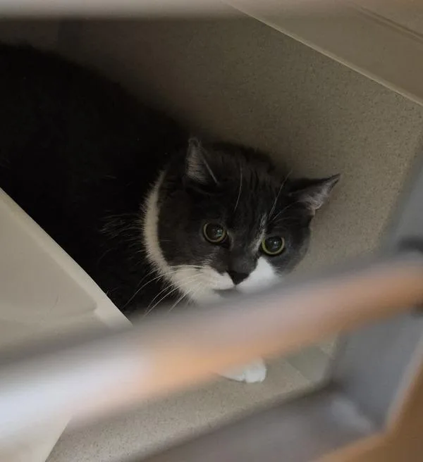 A young large-sized female Domestic Short Hair cat named Willowbee for adoption in Silverdale, WA