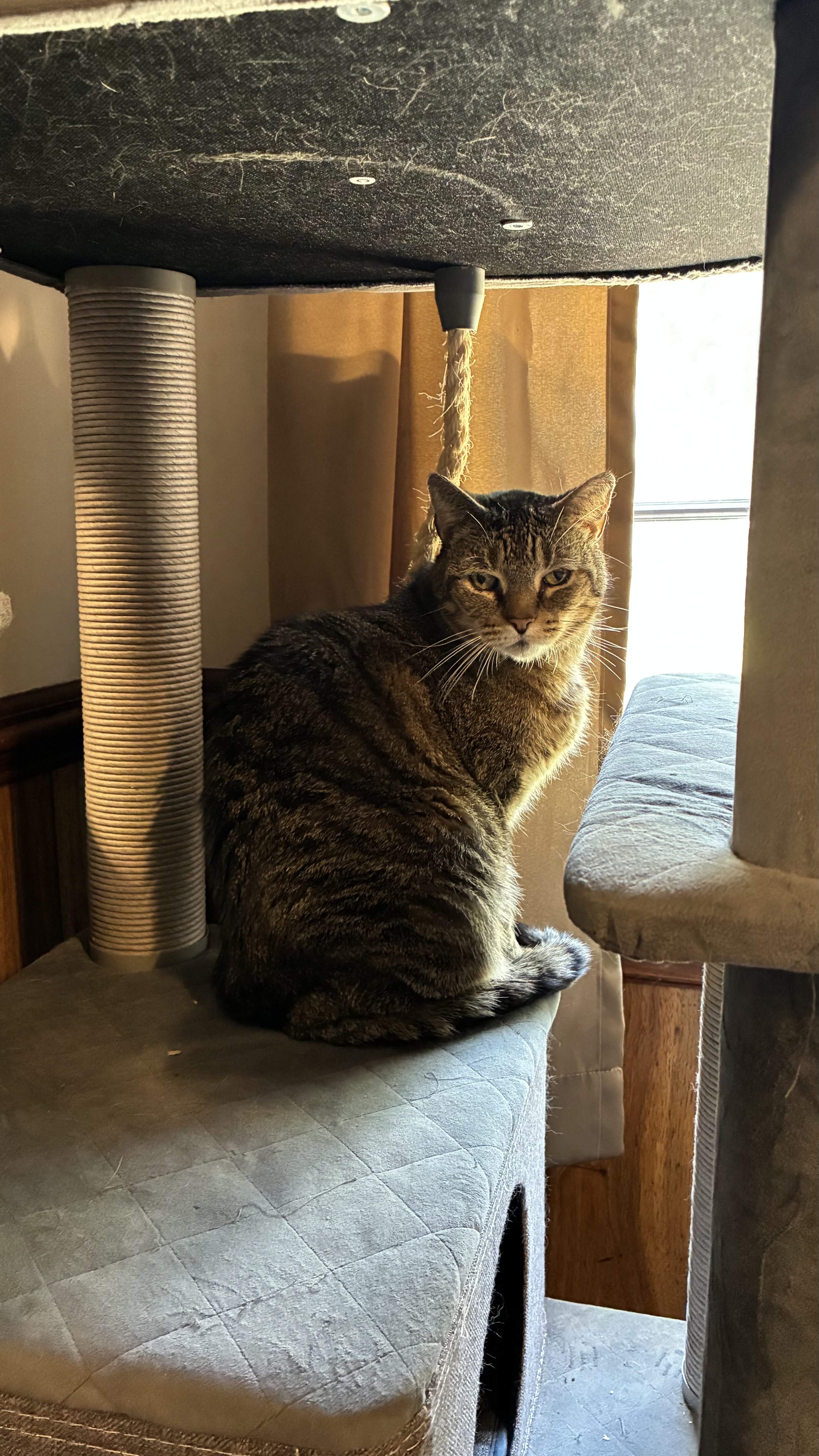 A senior medium-sized male Brown Tabby cat named Jase for adoption in Ladysmith, Virginia