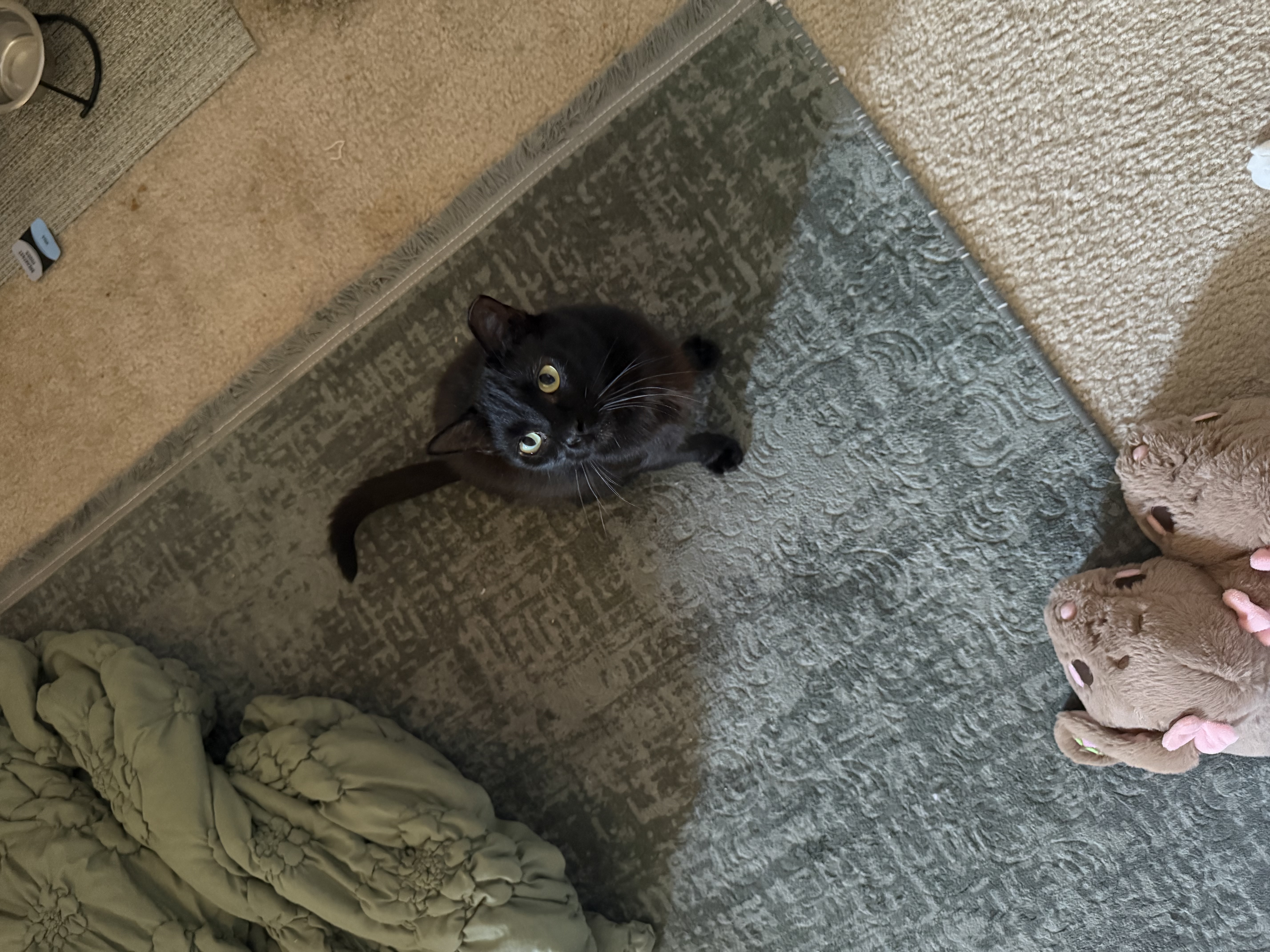 A young small-sized female Black Domestic Short Hair cat named Princess for adoption in Ladysmith, Virginia