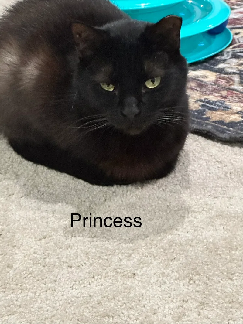 A young small-sized female Black Domestic Short Hair cat named Princess for adoption in Ladysmith, VA