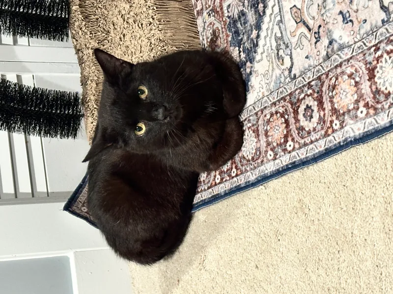 A young small-sized male Black Domestic Short Hair cat named Pilot for adoption in Ladysmith, Virginia