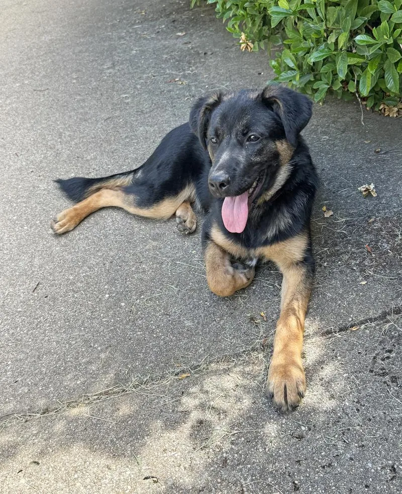 A baby large-sized female Brown / Chocolate German Shepherd Dog dog named Puppy Tiva for adoption in Fulton, CA