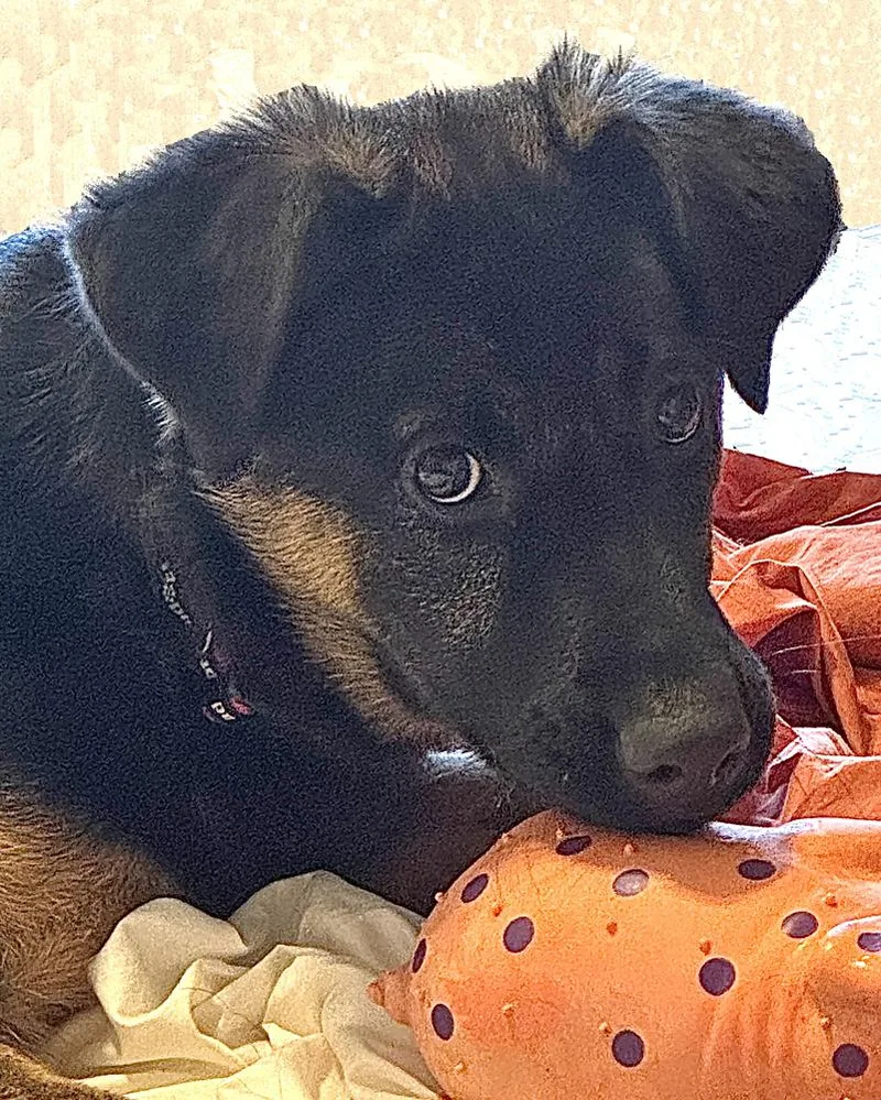 Puppy Tiva thumbnail 2