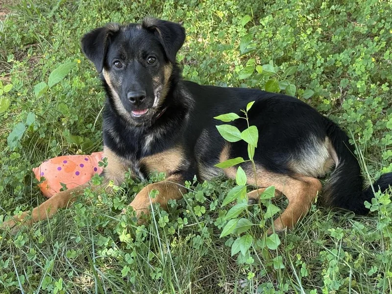 Puppy Tiva thumbnail 3